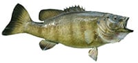 smallmouth bass