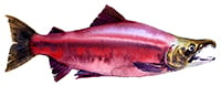 sockeye salmon