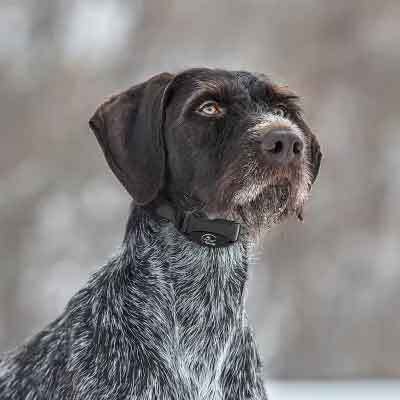 Sportdog NoBark SBC-8 Bark Collar - Black 2.75in L X 1.125in W X 1.125in H Sportdog NoBark SBC-8 Bark Collar - Black 2.75in L X 1.125in W X 1.125in H