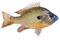 spotted sunfish
