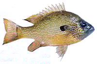 spotted sunfish