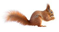 squirrel