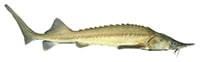 sturgeon