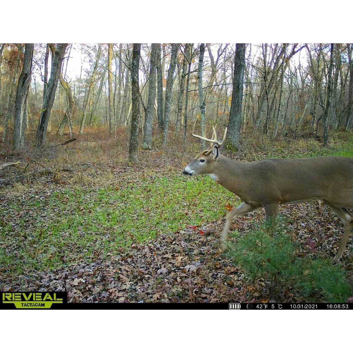 Tactacam Reveal XB Cellular Camera Multi Carrier Sportsman s Warehouse Tactacam Reveal XB Cellular Camera Multi Carrier Sportsman s Warehouse