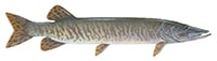 tiger muskellunge