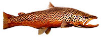 tiger trout