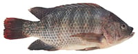 tilapia