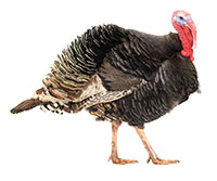 turkey