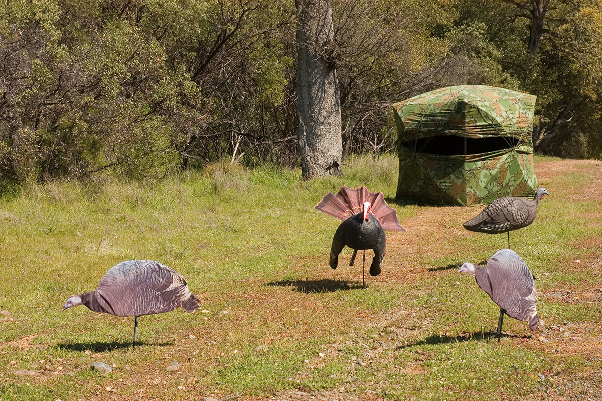 Turkey blind with decoys set up