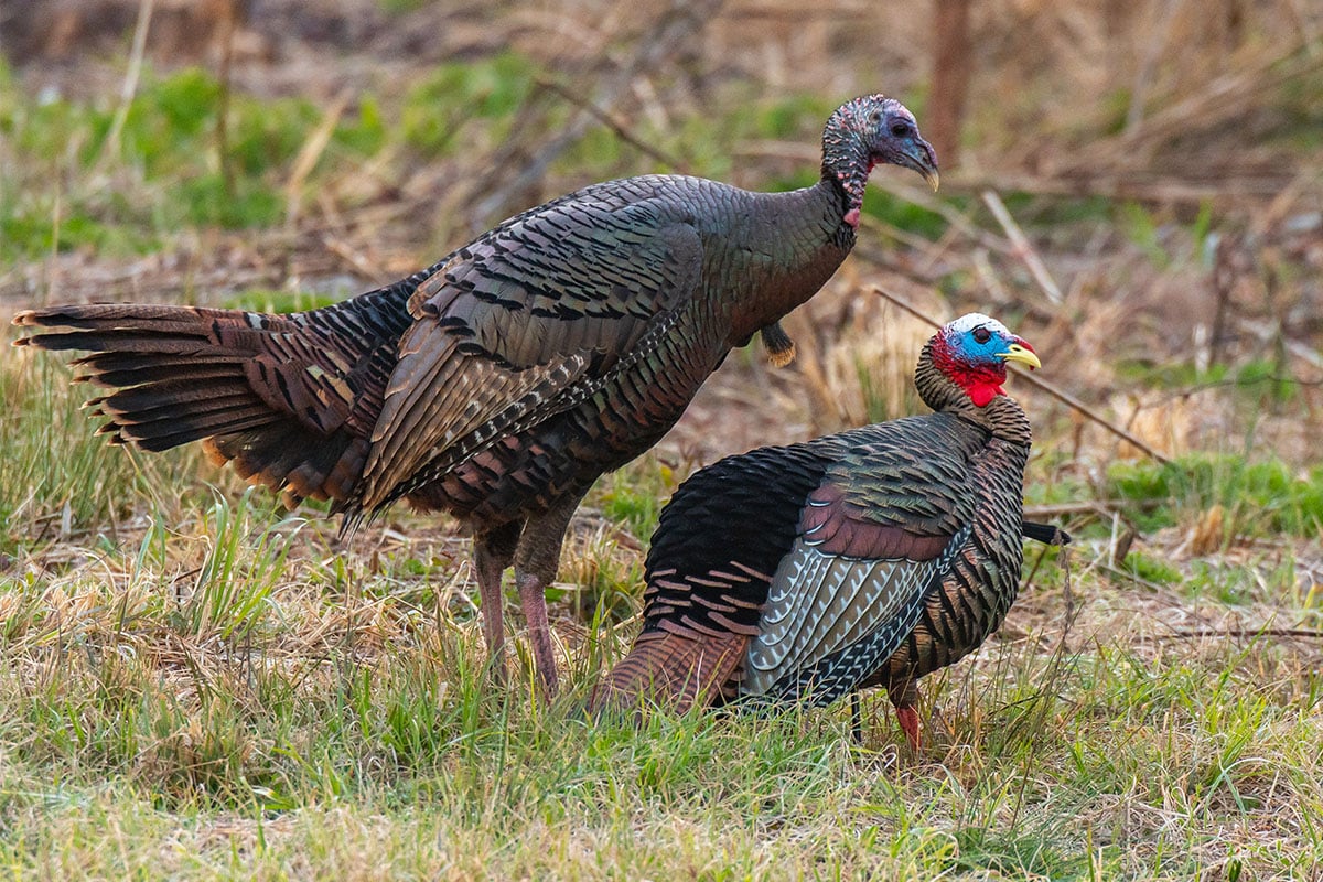 Two turkey decoys placed in the grass