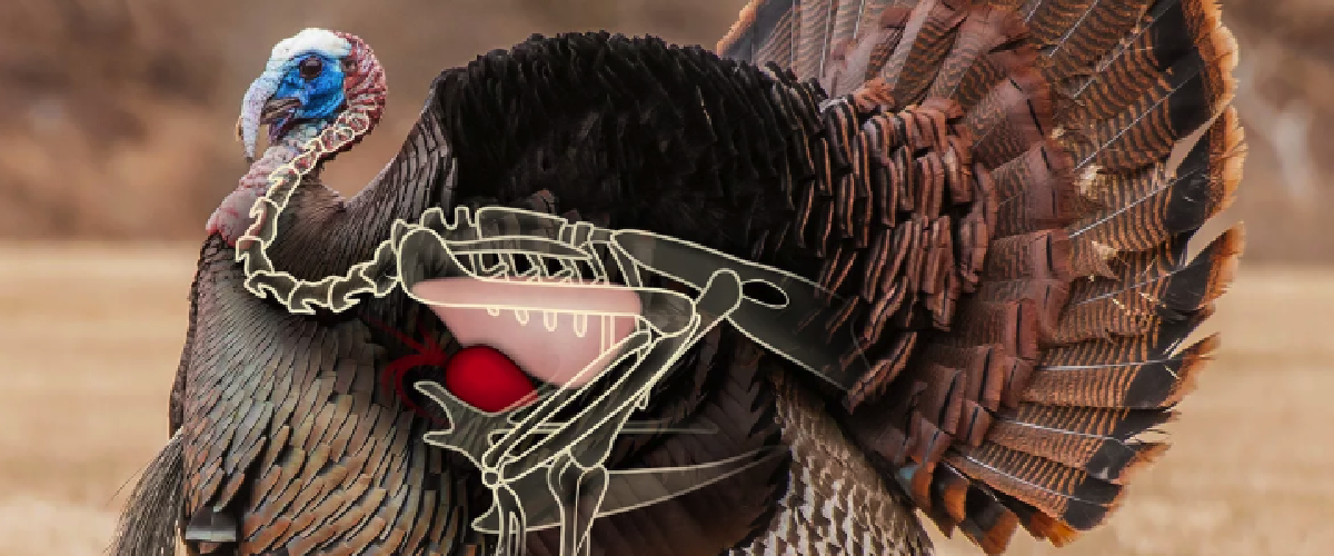 Image – drawing of turkey vital zone