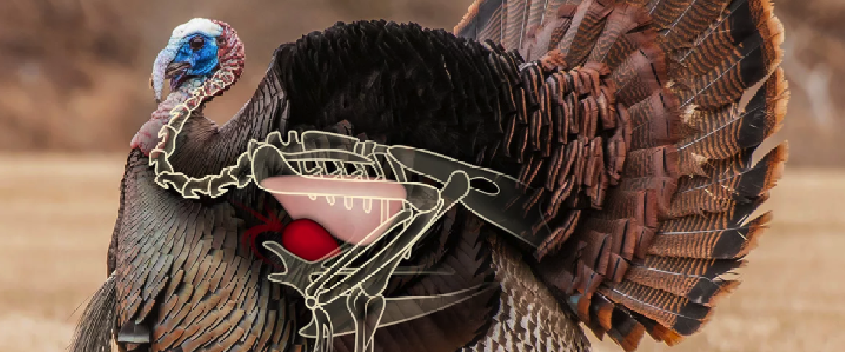 Bow Hunting Turkey | Sportsman's Warehouse