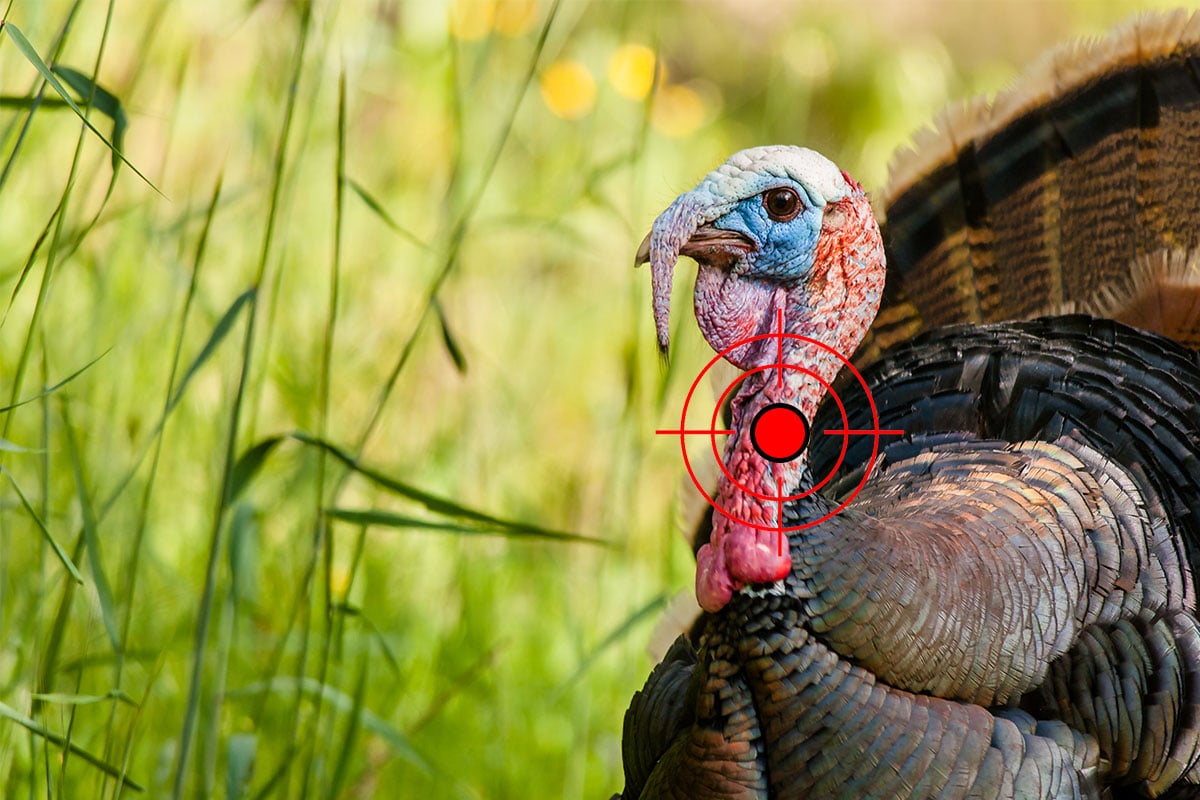 Target placement illustration on a turkey