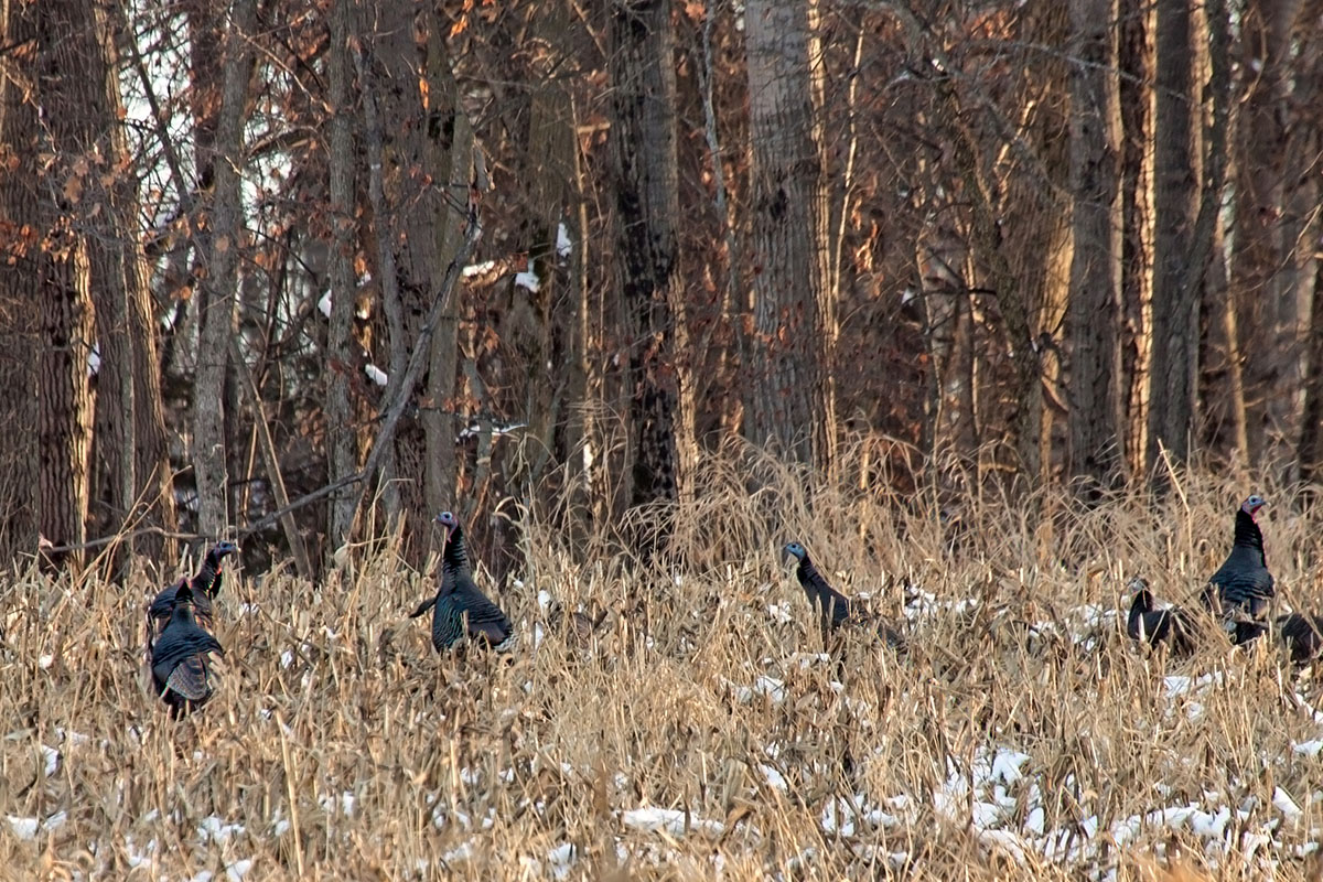 turkeys in illinois corn field