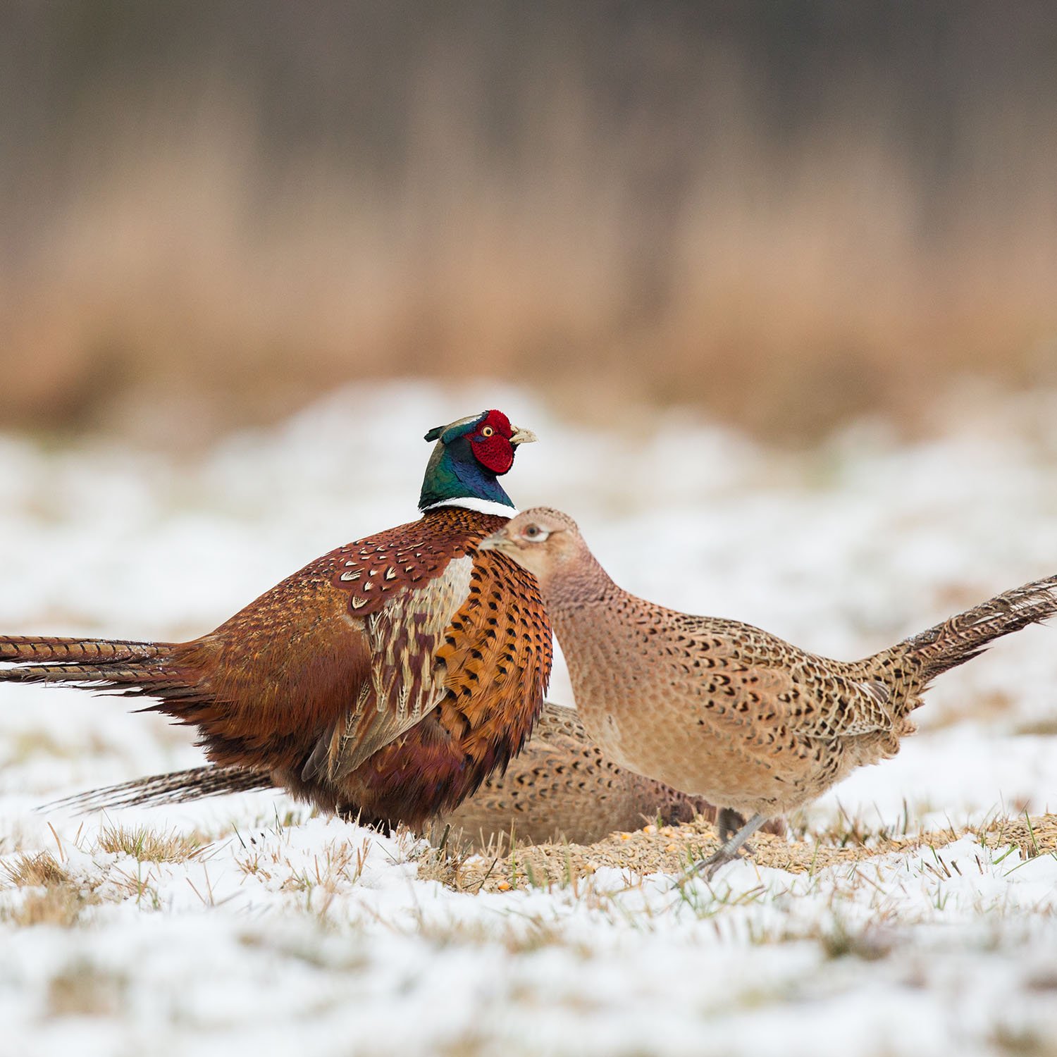 Quail