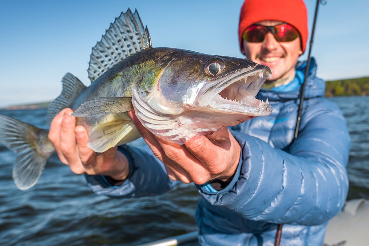 Fisherman with walleye fish