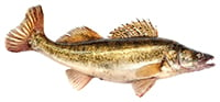 walleye