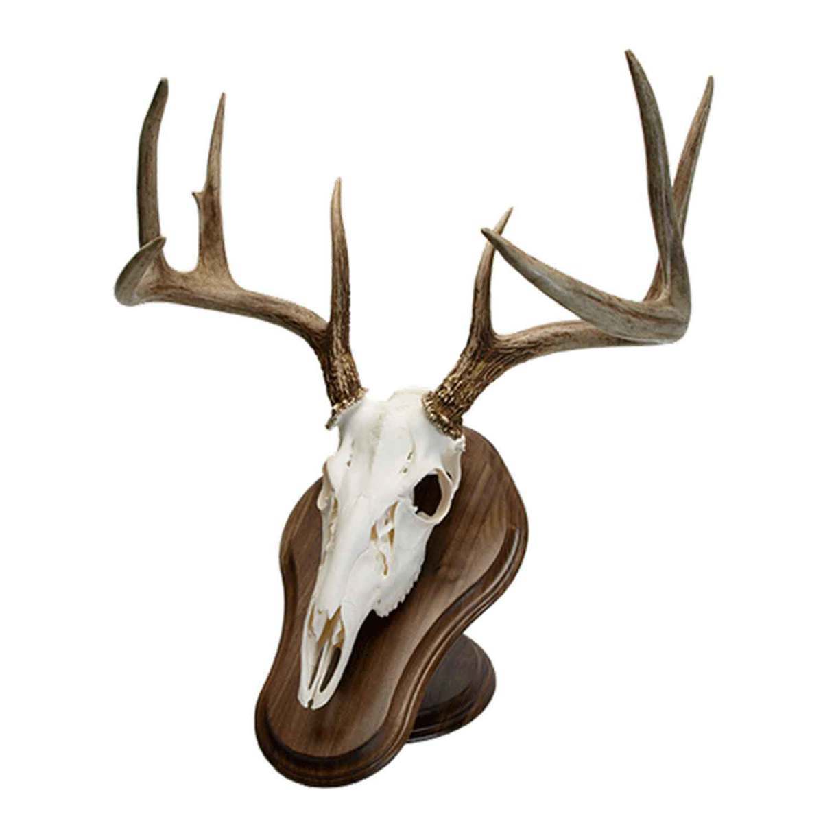 Walnut Hollow Deluxe Euro Skull Display Kit - Walnut - Walnut Walnut Hollow Deluxe Euro Skull Display Kit - Walnut - Walnut