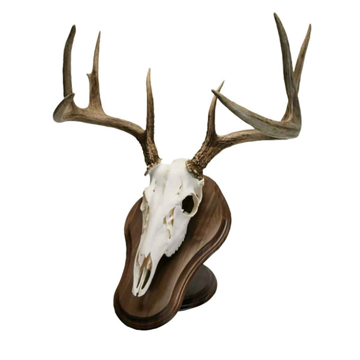 Walnut Hollow Deluxe Euro Skull Display Kit - Walnut - Brown Walnut Hollow Deluxe Euro Skull Display Kit - Walnut - Brown