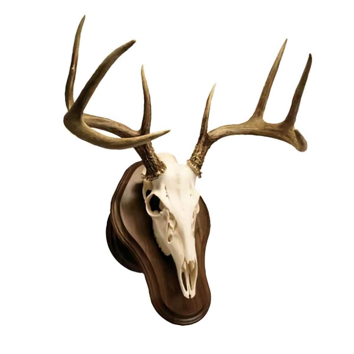 Walnut Hollow Deluxe Euro Skull Display Kit - Walnut - Brown Walnut Hollow Deluxe Euro Skull Display Kit - Walnut - Brown