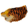 Wapsi Golden Pheasant Tippets - Red