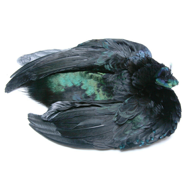 Wapsi Pheasant Skin Wapsi Pheasant Skin