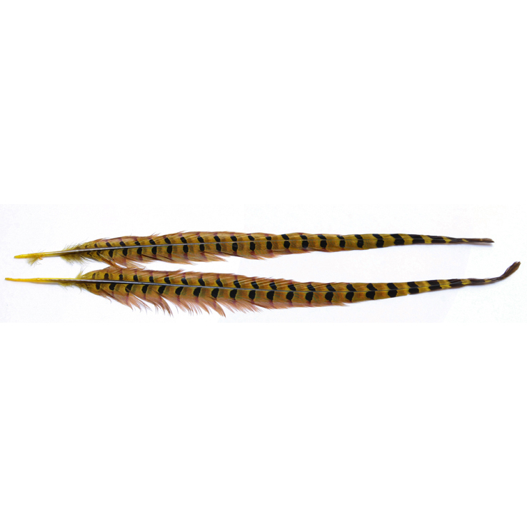 Wapsi Ringneck Tail Wapsi Ringneck Tail