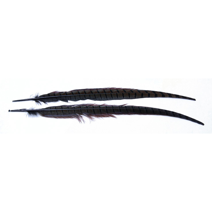 Wapsi Ringneck Tail Wapsi Ringneck Tail