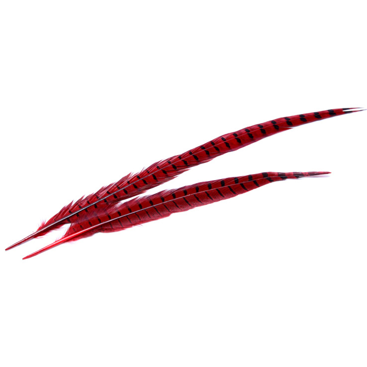 Wapsi Ringneck Tail Wapsi Ringneck Tail