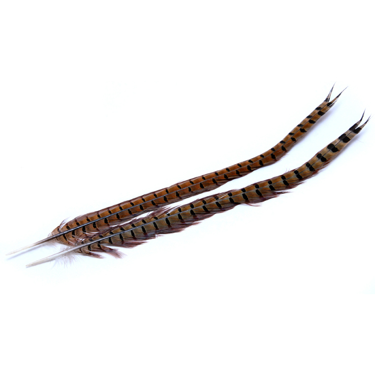 Wapsi Ringneck Tail Wapsi Ringneck Tail
