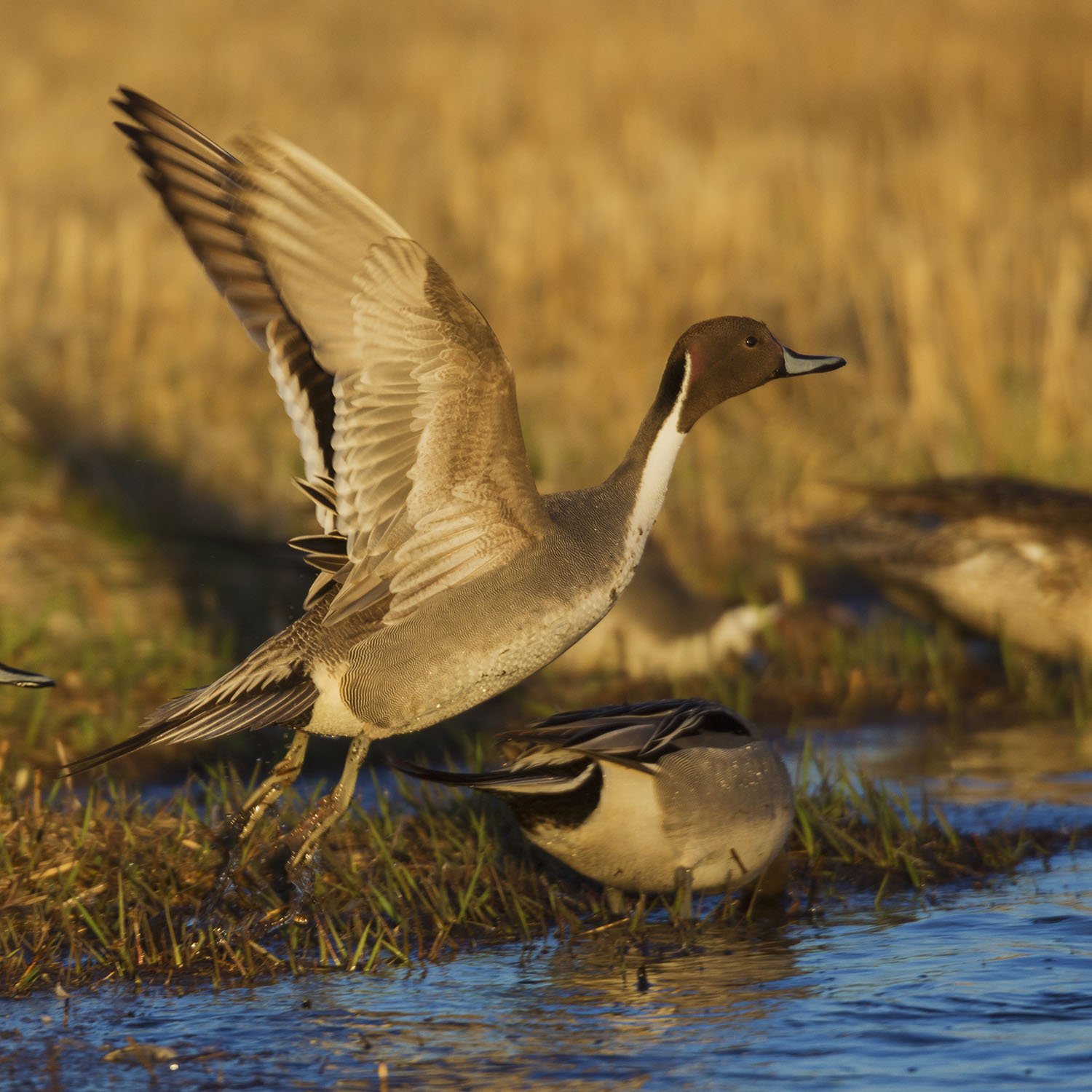 Waterfowl