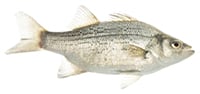 white bass