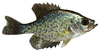 white crappie