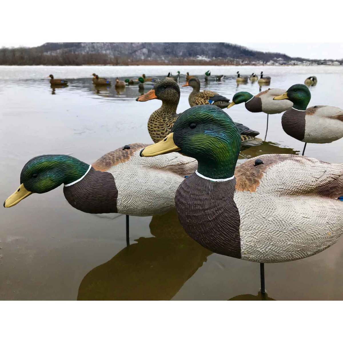 White Rock Decoys Evac Series Full Body Mallards Duck Decoys - 6 Pack White Rock Decoys Evac Series Full Body Mallards Duck Decoys - 6 Pack