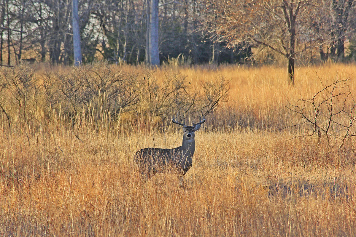 White tail buck quivira kansas