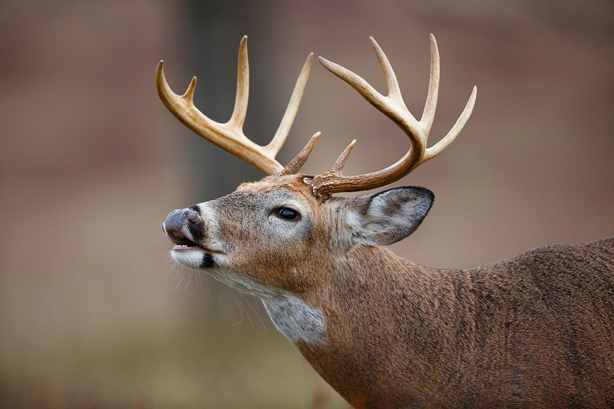 A deer grunting