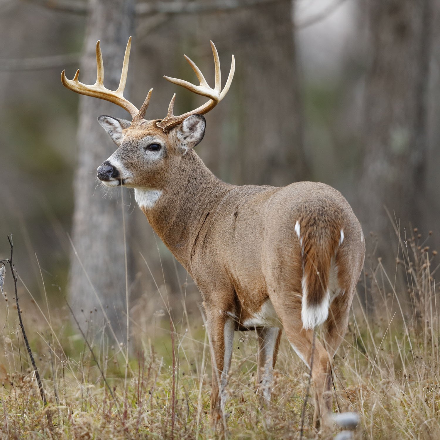 whitetail deer