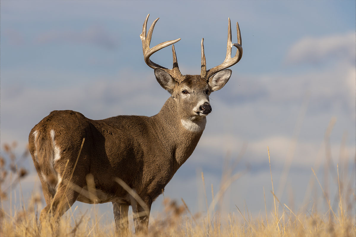 Whitetail deer on a hill