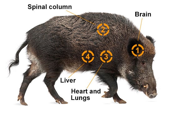 wild hog kill spots