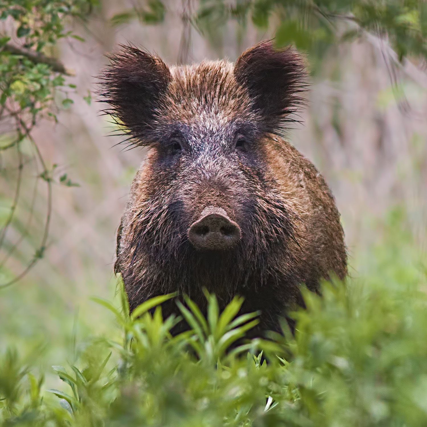 Wild Pig