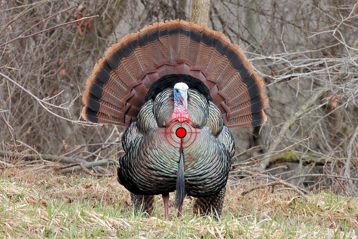 Frontal shot target on a wild turkey