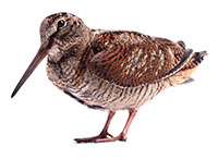 woodcock