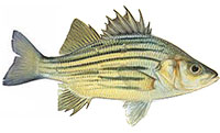 yellow bass