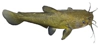 yellow bullhead