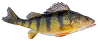 yellow perch