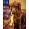 Yeti Dog Chew Large Chew Treat - 2 Pack